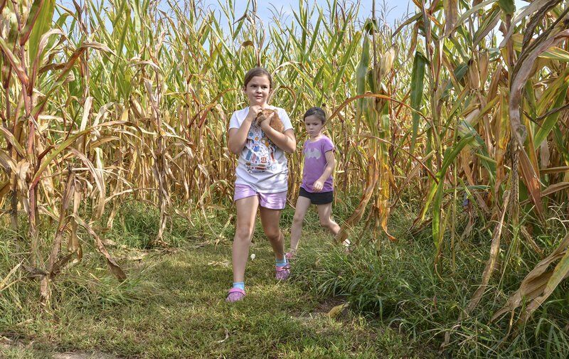 Hospitality & Happiness: Max and Honey's Flower and Pumpkin Farm offers a helping of both